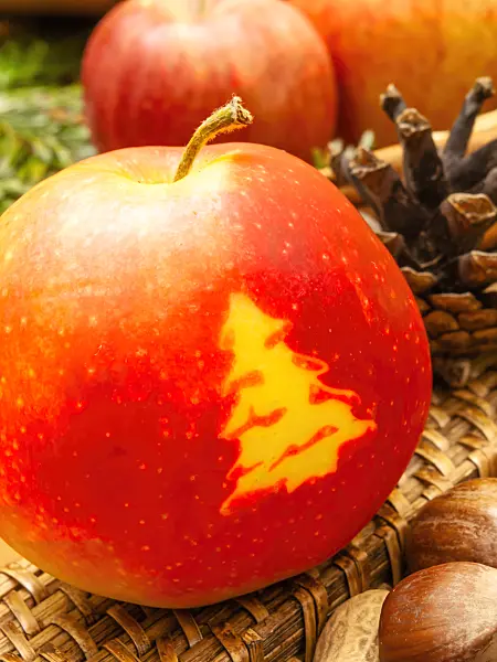 444065 - Orchard apple (Malus x domestica) with Christmas tree