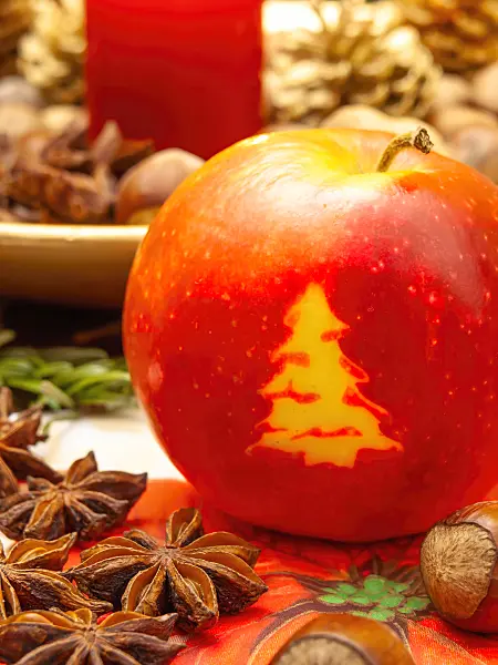 444069 - Orchard apple (Malus x domestica) with Christmas tree
