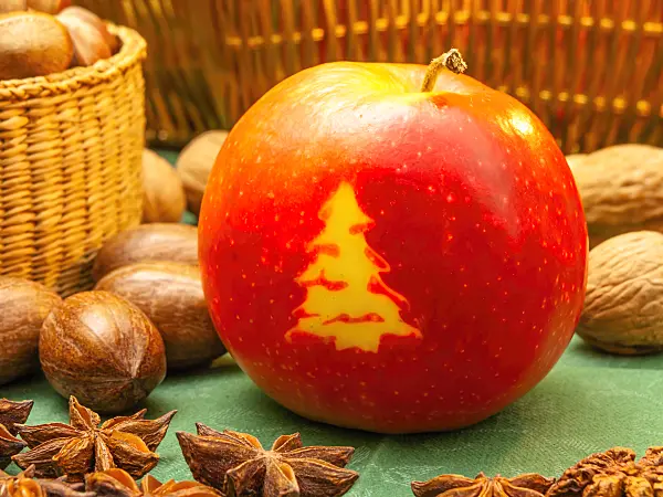 444074 - Orchard apple (Malus x domestica) with Christmas tree