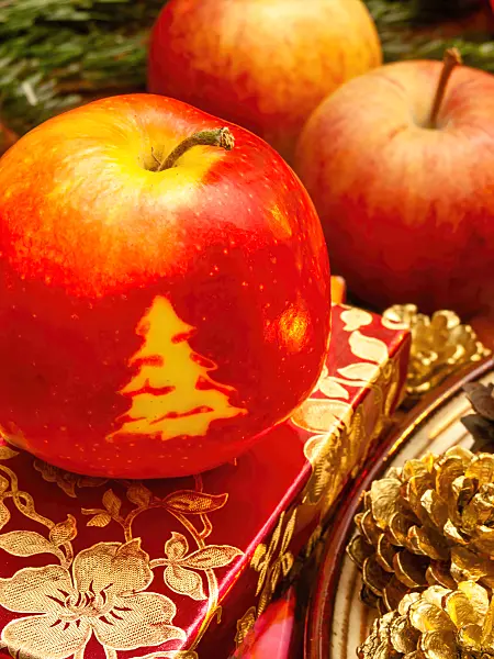 444100 - Orchard apple (Malus x domestica) with Christmas tree