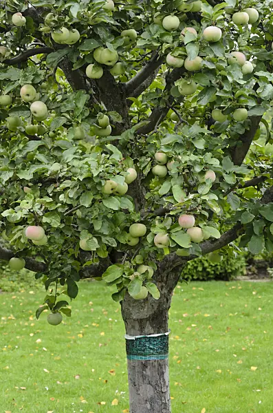524103 - Orchard apple (Malus x domestica) with glue ring