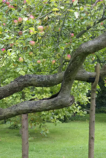 463076 - Orchard apple (Malus x domestica) with propped branches