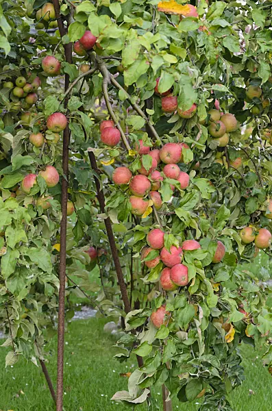 524090 - Orchard apple (Malus x domestica) with props