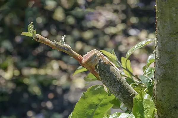 575160 - Orchard apple (Malus x domestica) with refinement