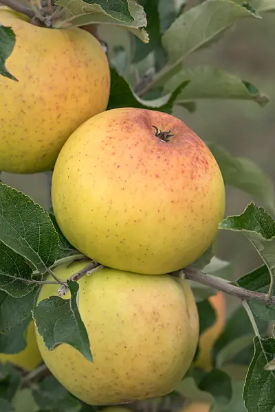 675253 - Orchard apple (Malus x domestica 'Zuccalmagliorenette')