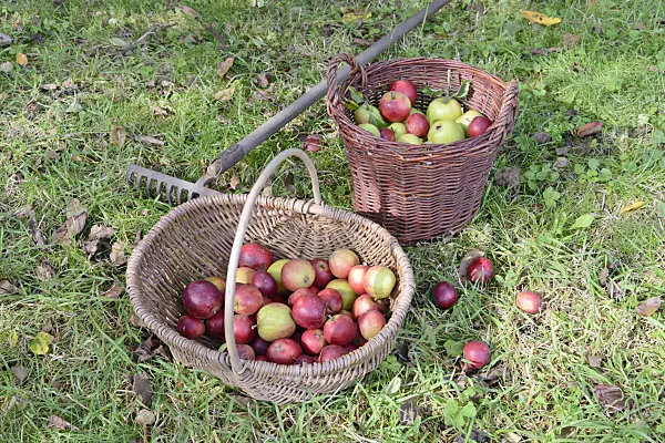 570127 - Orchard apples (Malus x domestica) in baskets