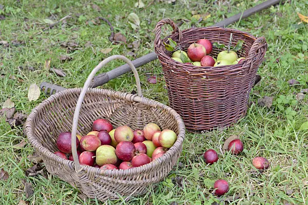 570128 - Orchard apples (Malus x domestica) in baskets