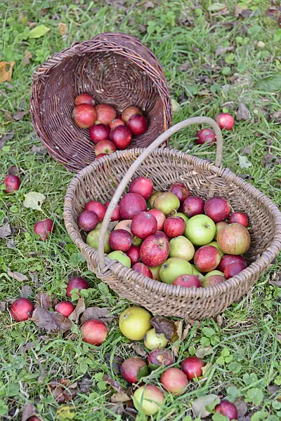 570129 - Orchard apples (Malus x domestica) in baskets