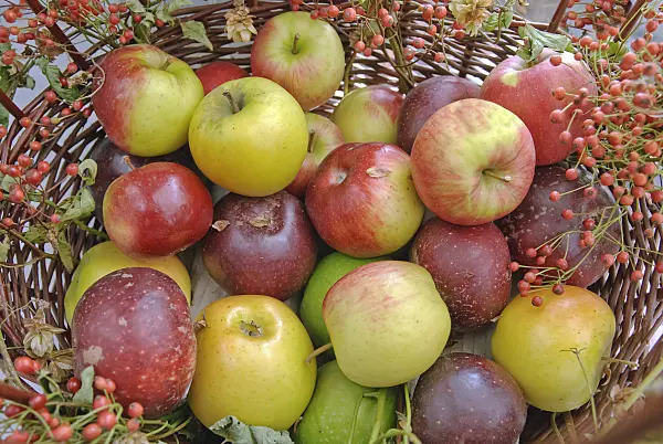 502290 - Orchard apples (Malus x domestica) with rose hips