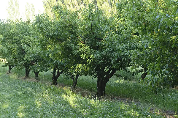 557253 - Orchard, Provence, France