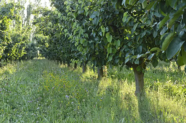557254 - Orchard, Provence, France