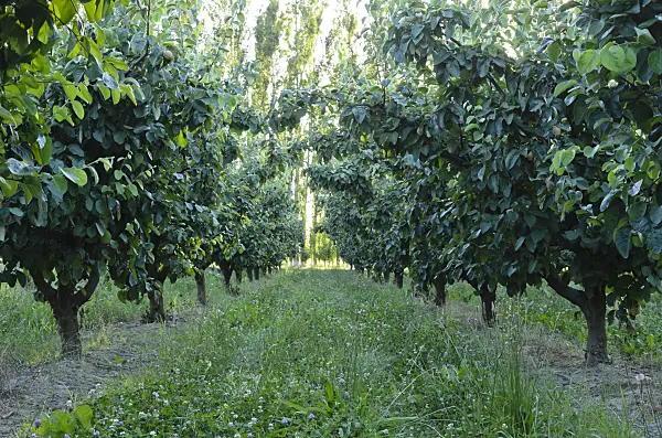 557257 - Orchard, Provence, France