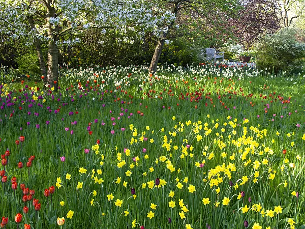 437146 - Orchard with daffodils and tulips