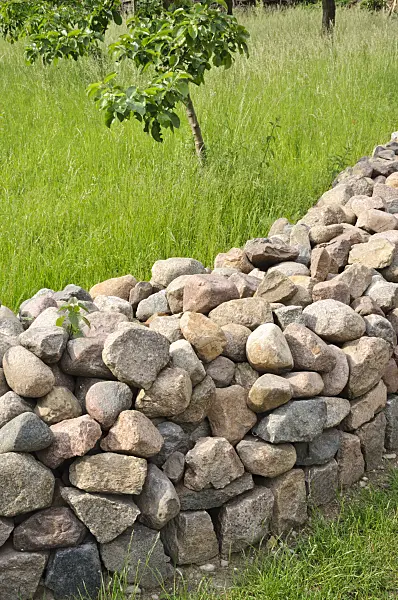 472433 - Orchard with stone wall