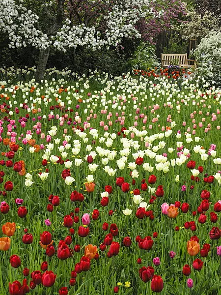 425012 - Orchard with tulips