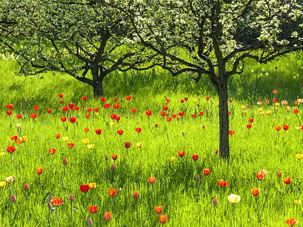 437135 - Orchard with tulips