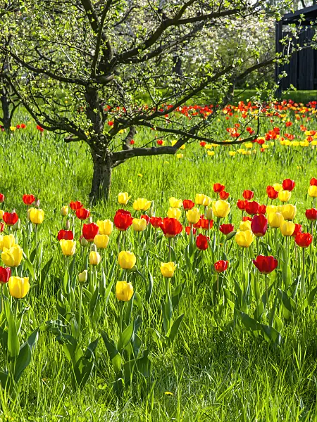 437137 - Orchard with tulips