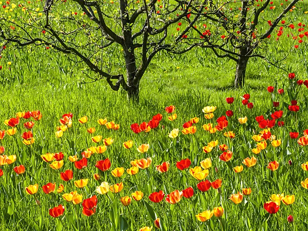 437138 - Orchard with tulips