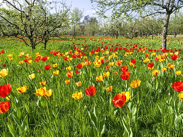 437139 - Orchard with tulips