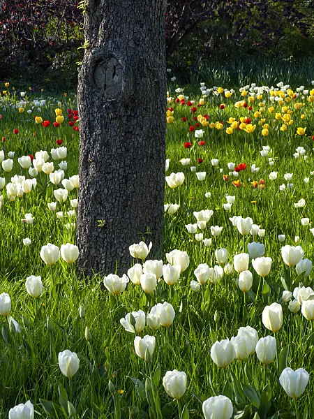 459087 - Orchard with tulips