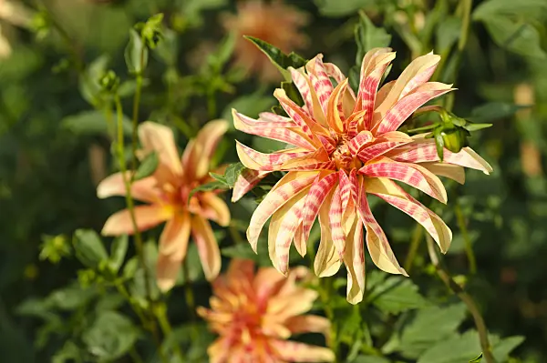 476128 - Orchid dahlia (Dahlia Giraffe)