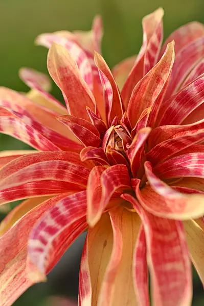 476129 - Orchid dahlia (Dahlia Giraffe)