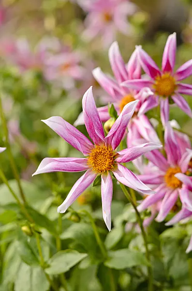 525163 - Orchid dahlia (Dahlia Grape Expectations)