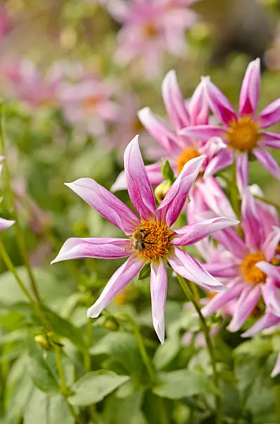 525162 - Orchid dahlia (Dahlia Grape Expectations) and bumble bee (Bombus)