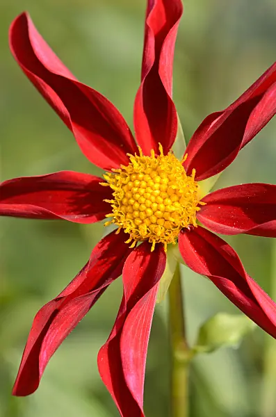 523162 - Orchid dahlia (Dahlia Honka Red)