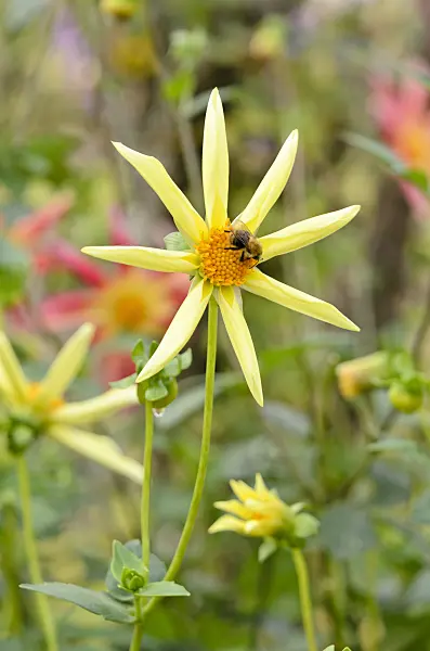 525159 - Orchid dahlia (Dahlia Honka Yellow) and bumble bee (Bombus)