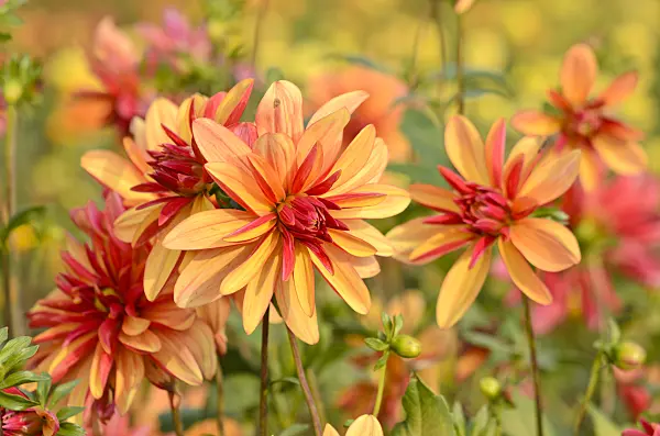 525156 - Orchid dahlia (Dahlia Jescot Julie)