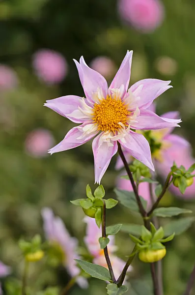 525164 - Orchid dahlia (Dahlia Lorona Dawn)