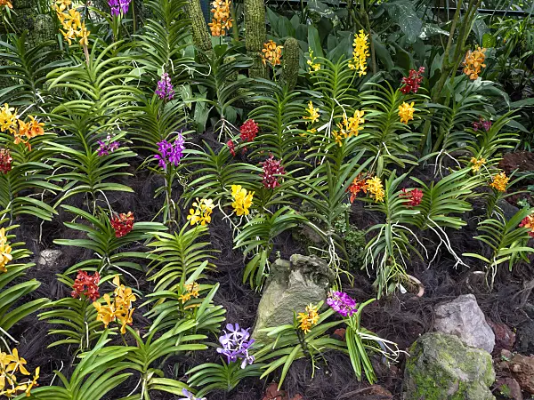 454142 - Orchid garden, National Orchid Garden, Singapore