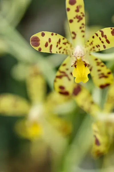 469020 - Orchidée léopard (Ansellia africana)