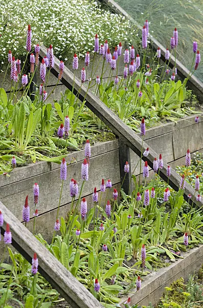 521335 - Orchideenprimel (Primula vialii)