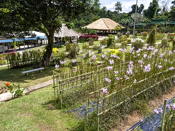 434125 - Orchids between trellises, Mandai Orchid Garden, Singapore