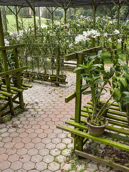 411119 - Orchids in pots on wooden frames, Sentosa Orchid Garden, Singapore