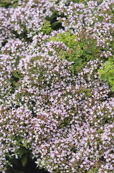 570119 - Oregano (Origanum laevigatum 'Herrenhausen')