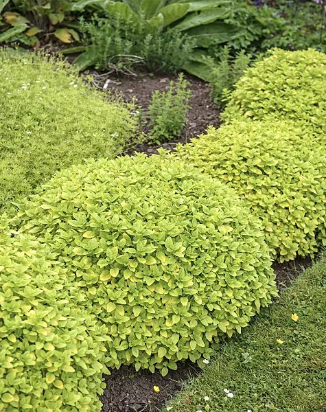 547210 - Oregano (Origanum vulgare 'Aureum')