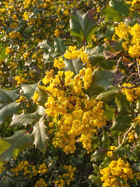 412026 - Oregon grape (Mahonia aquifolium)