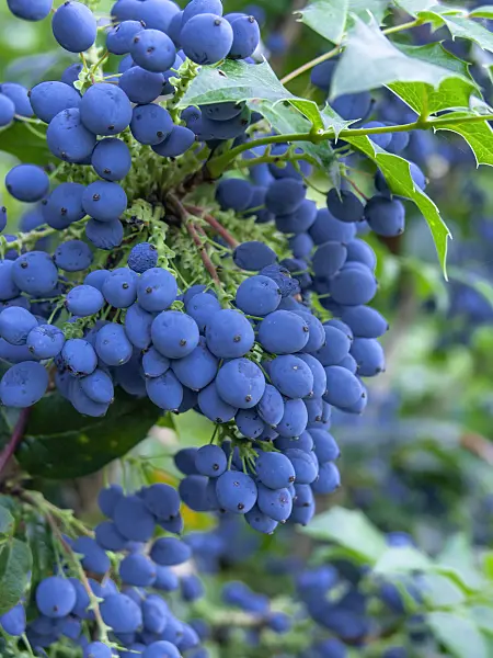 439397 - Oregon grape (Mahonia aquifolium)
