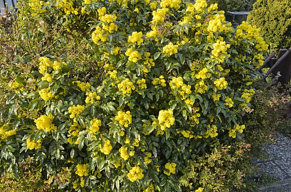 531033 - Oregon grape (Mahonia aquifolium)