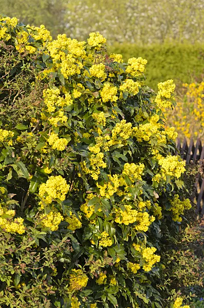 531034 - Oregon grape (Mahonia aquifolium)