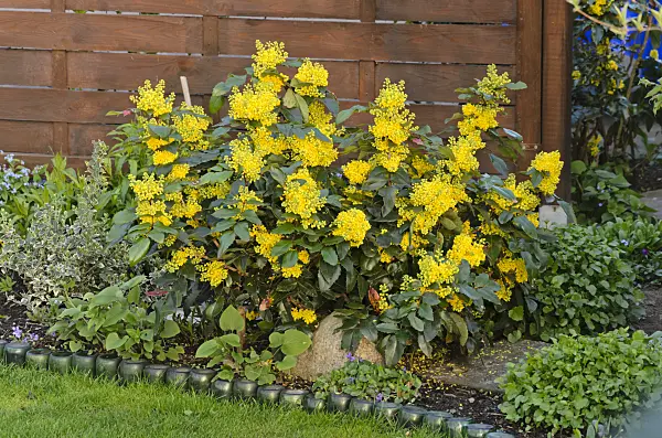531037 - Oregon grape (Mahonia aquifolium)