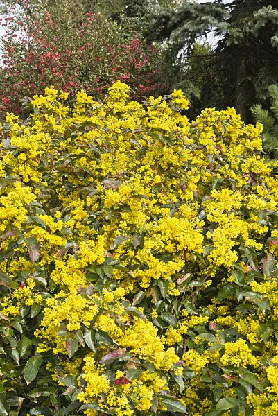 531223 - Oregon grape (Mahonia aquifolium)
