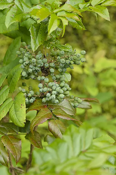 533603 - Oregon grape (Mahonia aquifolium)