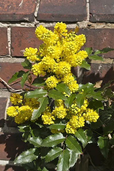543021 - Oregon grape (Mahonia aquifolium)
