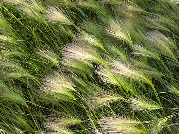 404009 - Orge à crinière (Hordeum jubatum)