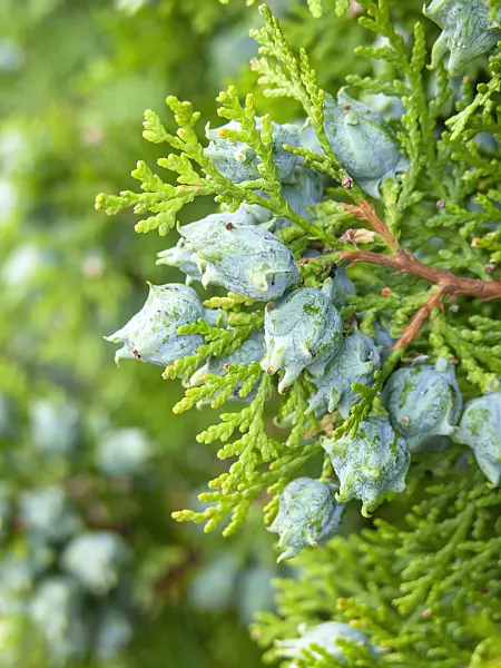 428328 - Oriental arborvitae (Thuja orientalis syn. Platycladus orientalis)