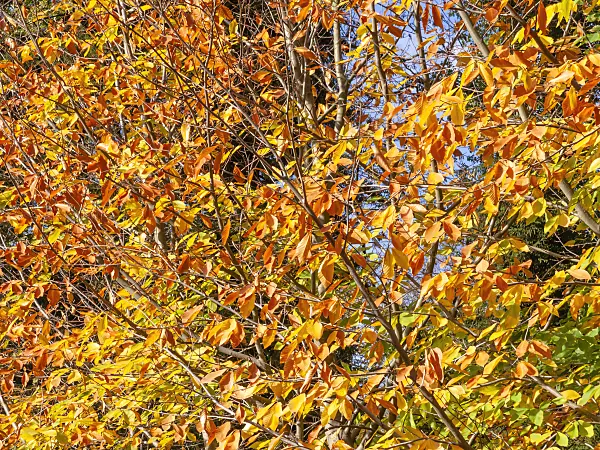 443002 - Oriental beech (Fagus orientalis)